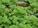 راهنمای نگهداری و پرورش گیاهان آکواریومی - آزولا کارولینا